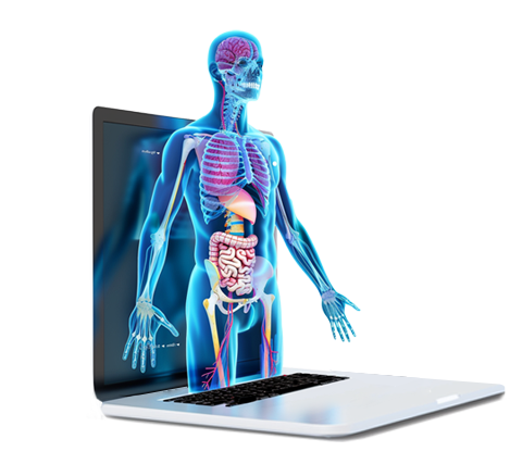 A DILIsym 3D model emerges, offering detailed anatomical insights for enhanced learning.