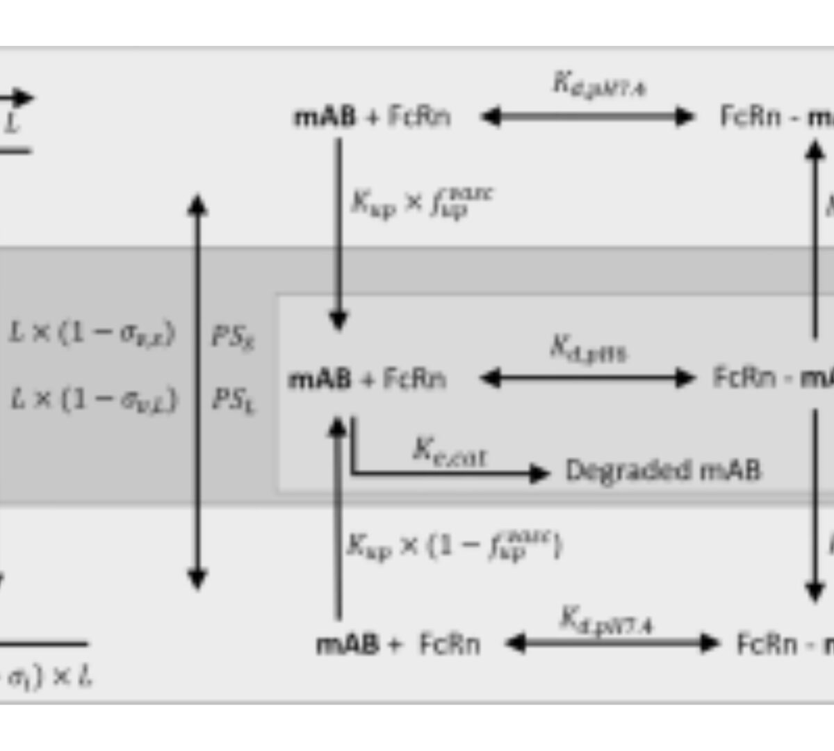 Comparison of monoclonal antibody disposition predictions using different physiologically based pharmacokinetic modelling platforms