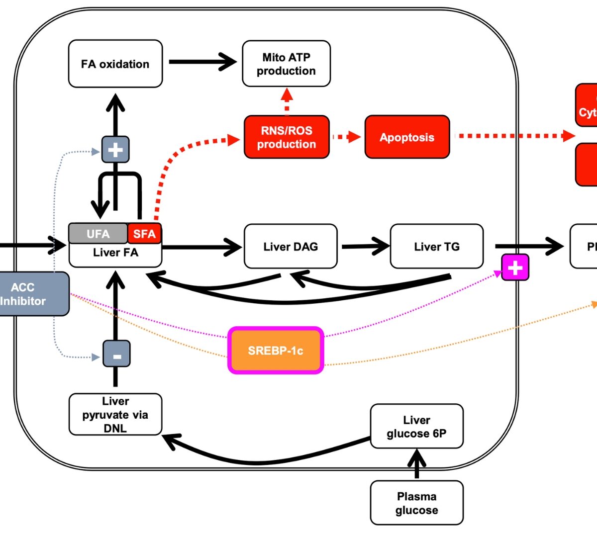 Development of Drugs to Treat NAFLD/NASH using Quantitative Systems Pharmacology Modeling