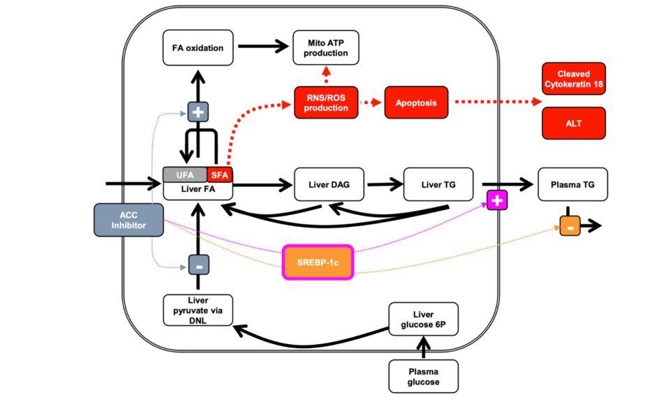 Development of Drugs to Treat NAFLD/NASH using Quantitative Systems Pharmacology Modeling