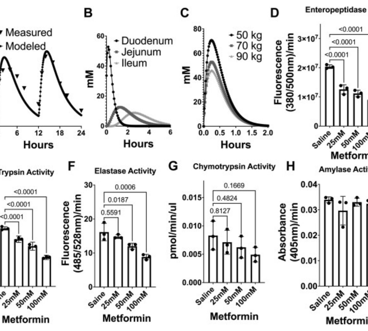 Metformin inhibits digestive proteases and impairs protein digestion in mice