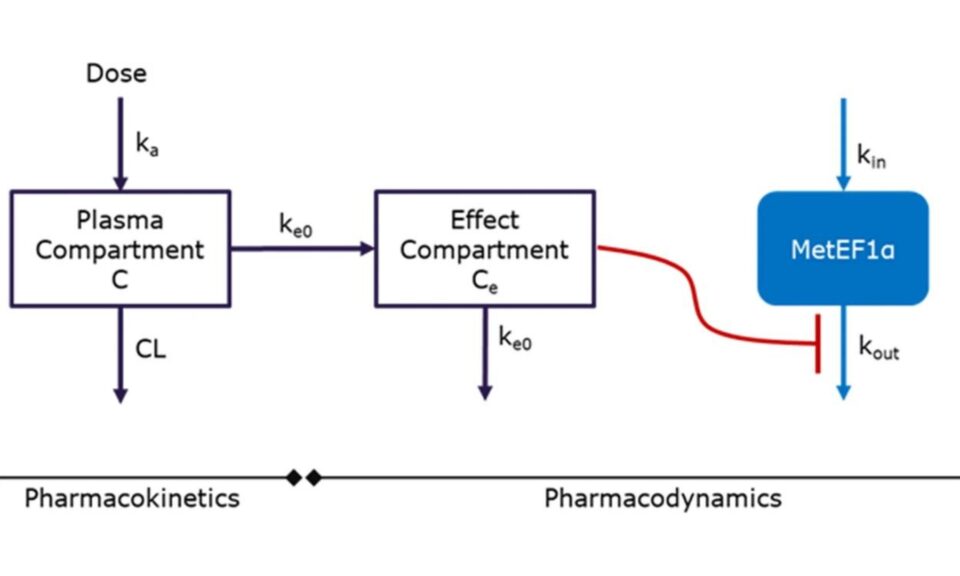 Preclinical Pharmacokinetics and Translational Pharmacokinetic/Pharmacodynamic Modeling of M8891, a Potent and Reversible Inhibitor of Methionine Aminopeptidase 2