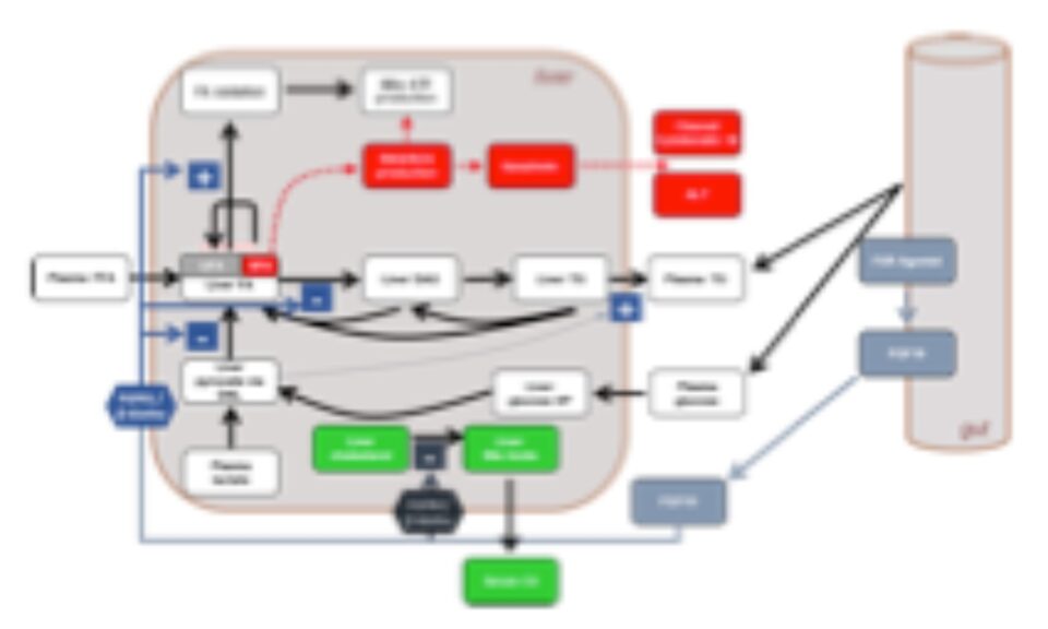 Quantitative Systems Pharmacology Modeling of FGF19 Pathway Using NAFLDsym Prospectively Predicted Liver Fat and Serum Biomarker Responses to MET409 in NASH Patients