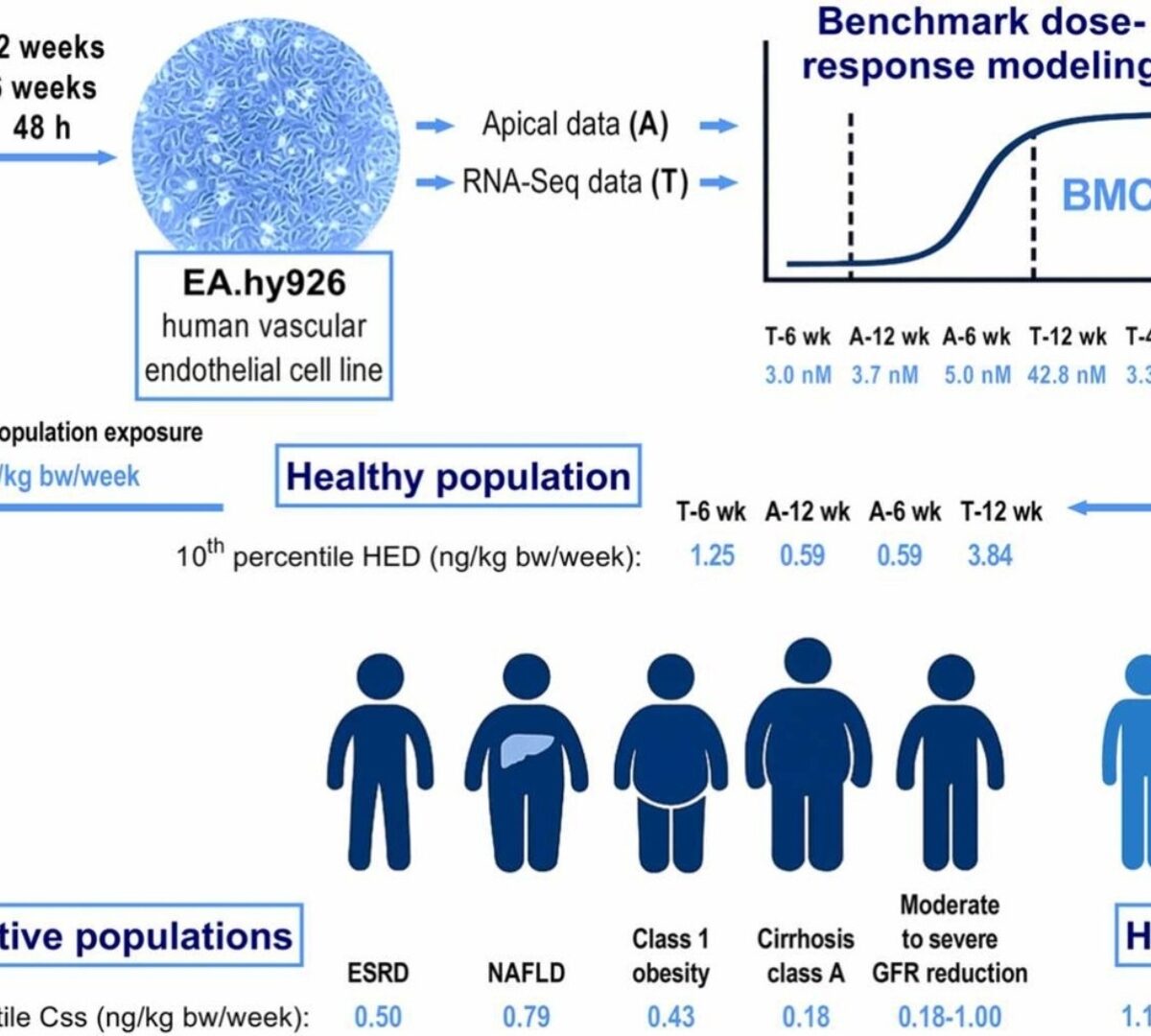 Advancing Probabilistic Risk Assessment of Perfluorooctanoic Acid Through Integration of in vitro Data and Physiologically Based Toxicokinetic Modeling Coupled with Population-Specific Analysis