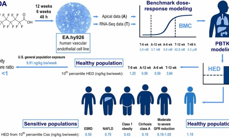 Advancing Probabilistic Risk Assessment of Perfluorooctanoic Acid Through Integration of in vitro Data and Physiologically Based Toxicokinetic Modeling Coupled with Population-Specific Analysis