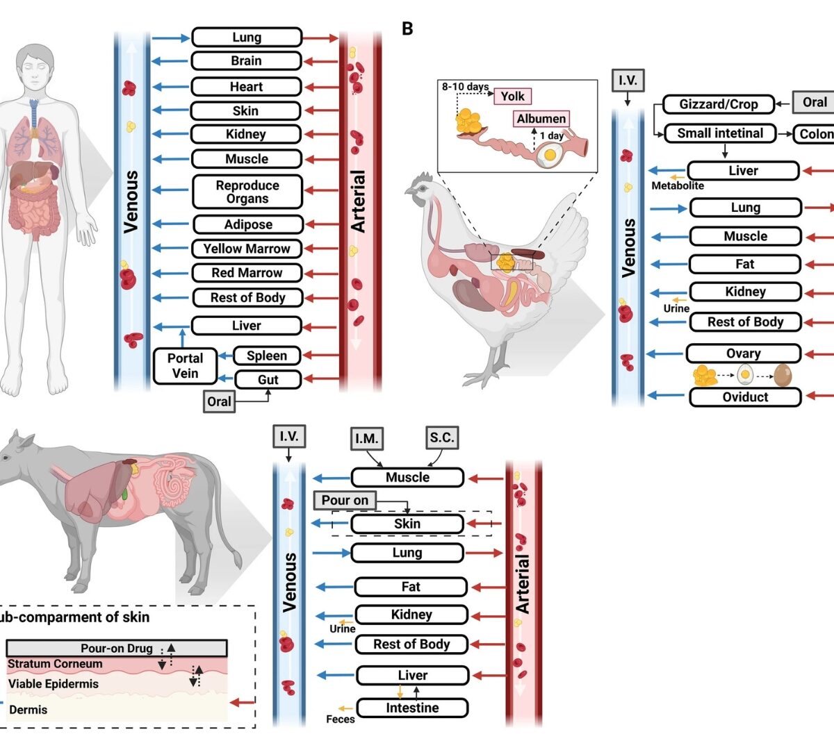 Applications of PBPK Models to Predict Tissue Residues and Extralabel Withdrawal Times of Drugs in Food Animals: Perspectives from the Food Animal Residue Avoidance Databank (FARAD) Program