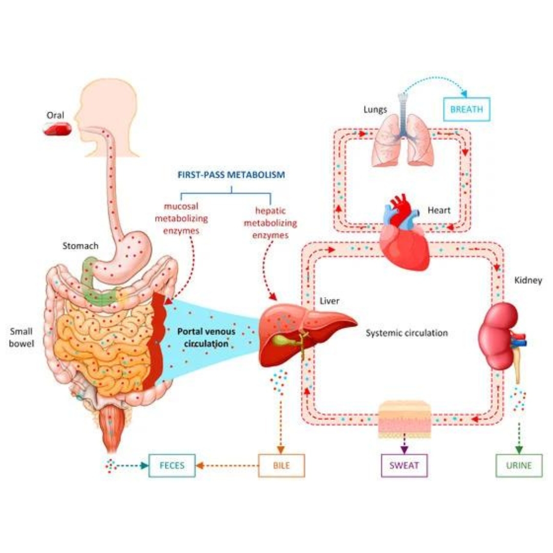 Artificial Intelligence in Drug Metabolism and Excretion Prediction: Recent Advances, Challenges, and Future Perspectives