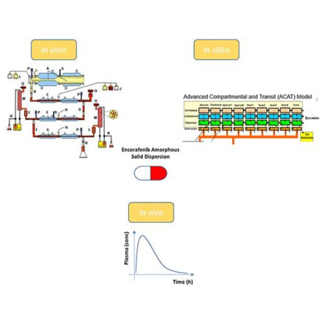 Effect of Food and a Proton-Pump Inhibitor on the Absorption of Encorafenib: An In Vivo–In Vitro–In Silico Approach