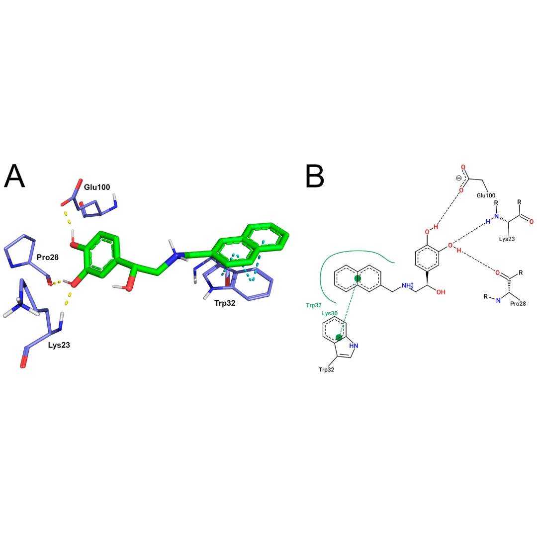 In Silico Analyses of a Promising Drug Candidate for the Treatment of Amyotrophic Lateral Sclerosis Targeting Superoxide Dismutase I Protein