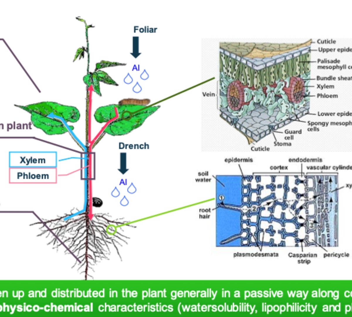 Utilizing pKa Values for Effective Crop Protection: On Systemicity and Efficacy of Molecules