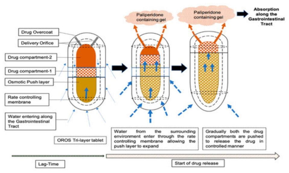 Leveraging Physiologically Based Modelling to Provide Insights on the Absorption of Paliperidone Extended-Release Formulation under Fed and Fasting Conditions