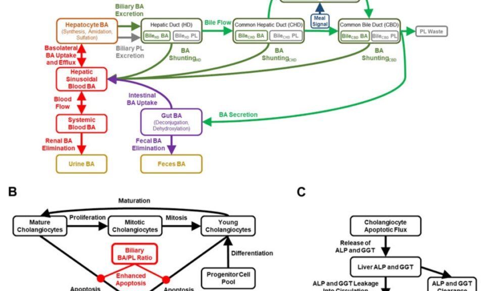 Investigating bile acid-mediated cholestatic drug-induced liver injury using a mechanistic model of multidrug resistance protein 3 (MDR3) inhibition