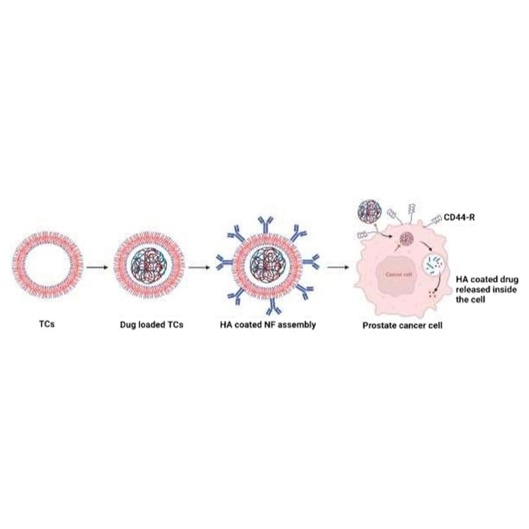 Evaluation of the anticancer potential of CD44 targeted vincristine nanoformulation in prostate cancer xenograft model: a multi-dynamic approach for advanced pharmacokinetic evaluation