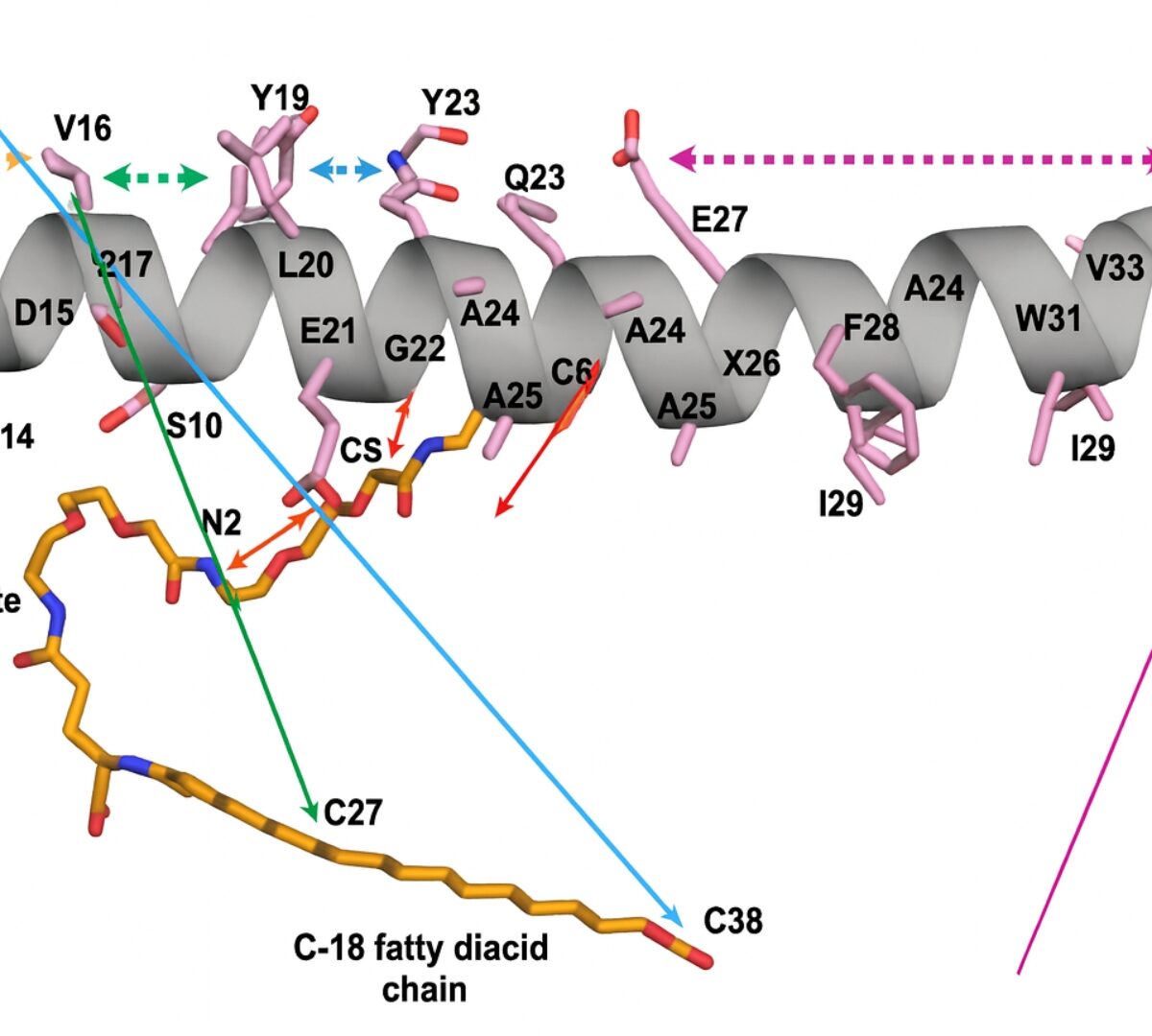 Oral Absorption of Semaglutide: Pharmacokinetic Modeling and Molecular Dynamics Simulations