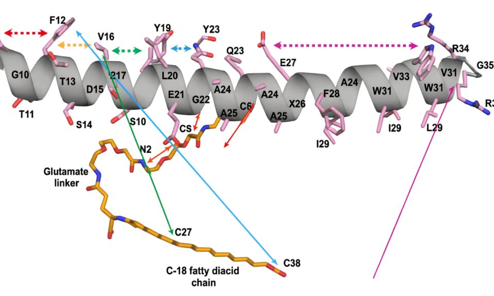 Oral Absorption of Semaglutide: Pharmacokinetic Modeling and Molecular Dynamics Simulations