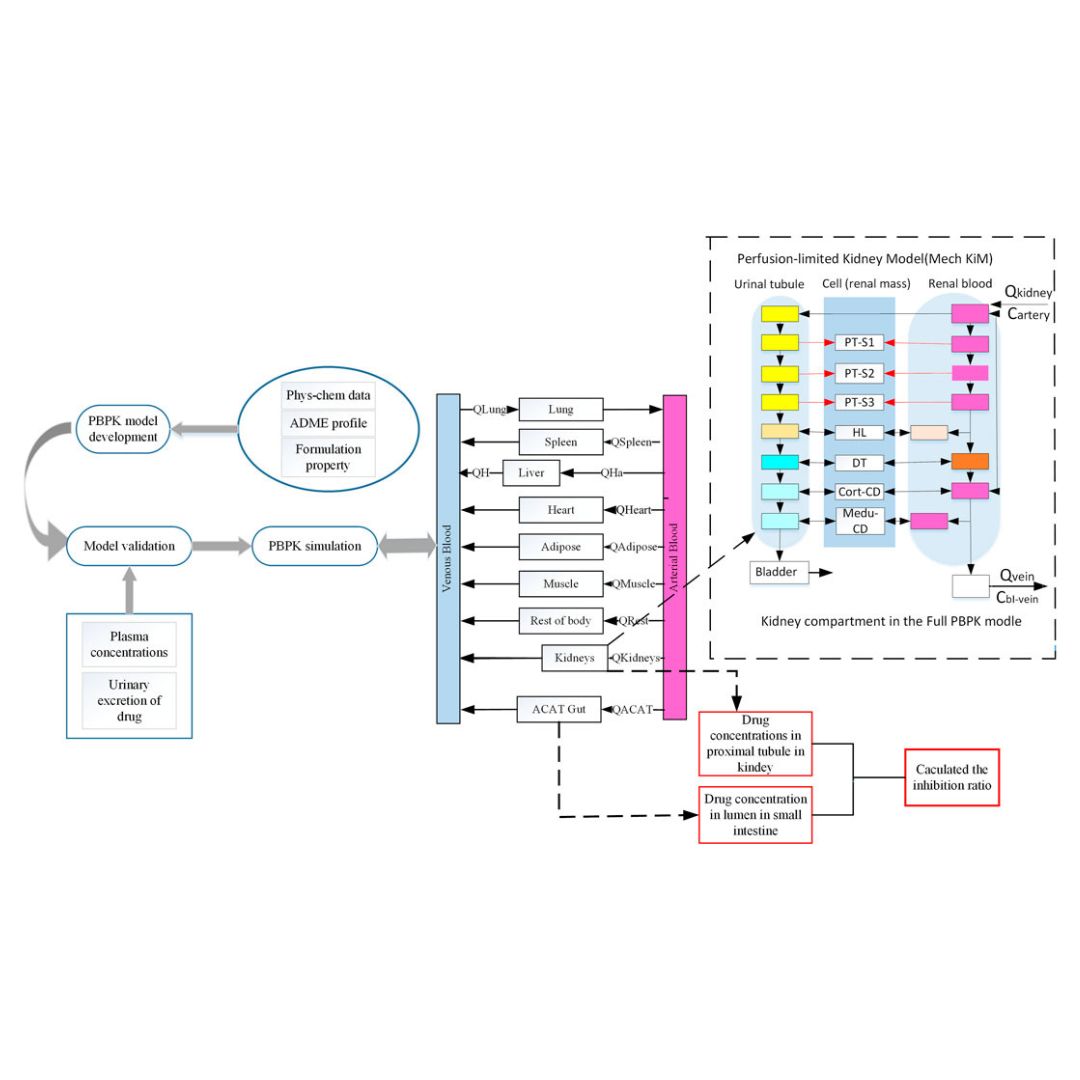 Mechanistic evaluation of the inhibitory effect of four SGLT-2 inhibitors on SGLT 1 and SGLT 2 using physiologically based pharmacokinetic (PBPK) modeling approaches