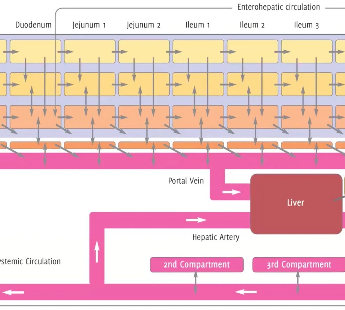 GastroPlus® X.2: The Deep Dive Webinar Series – How ACATPlus™ Can Be Used to Mechanistically Understand Local Drug Disposition in the Gastrointestinal Tract