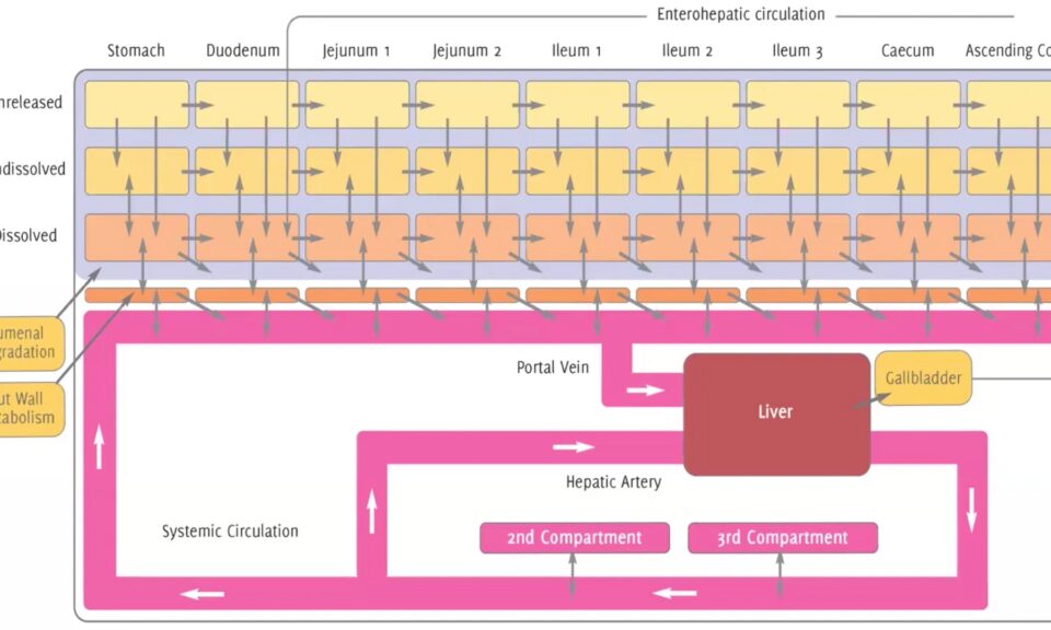 GastroPlus® X.2: The Deep Dive Webinar Series – How ACATPlus™ Can Be Used to Mechanistically Understand Local Drug Disposition in the Gastrointestinal Tract