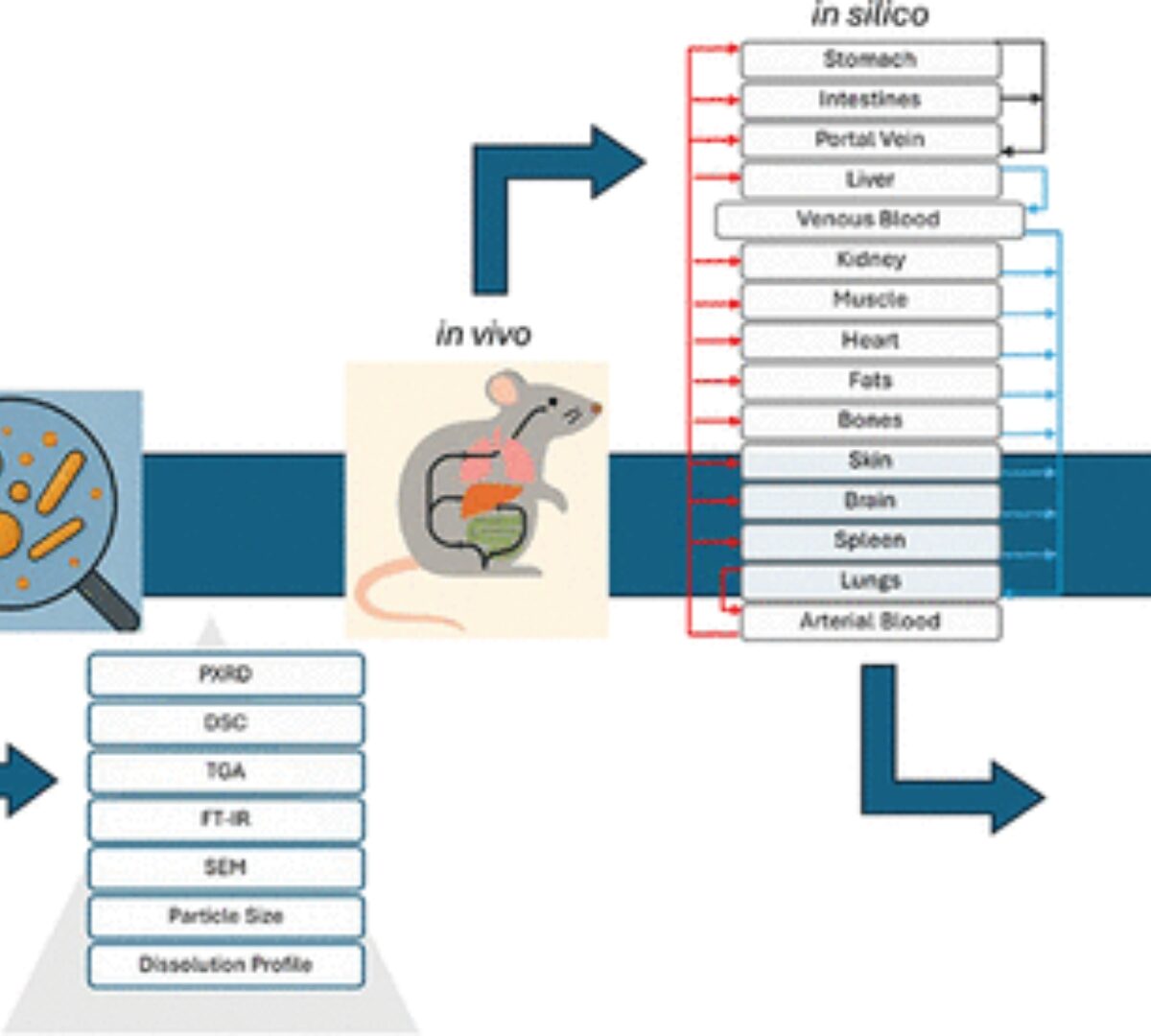 Physiologically Based Pharmacokinetic Modeling of Efavirenz Nanoparticles: from Animal Model to Human Extrapolation