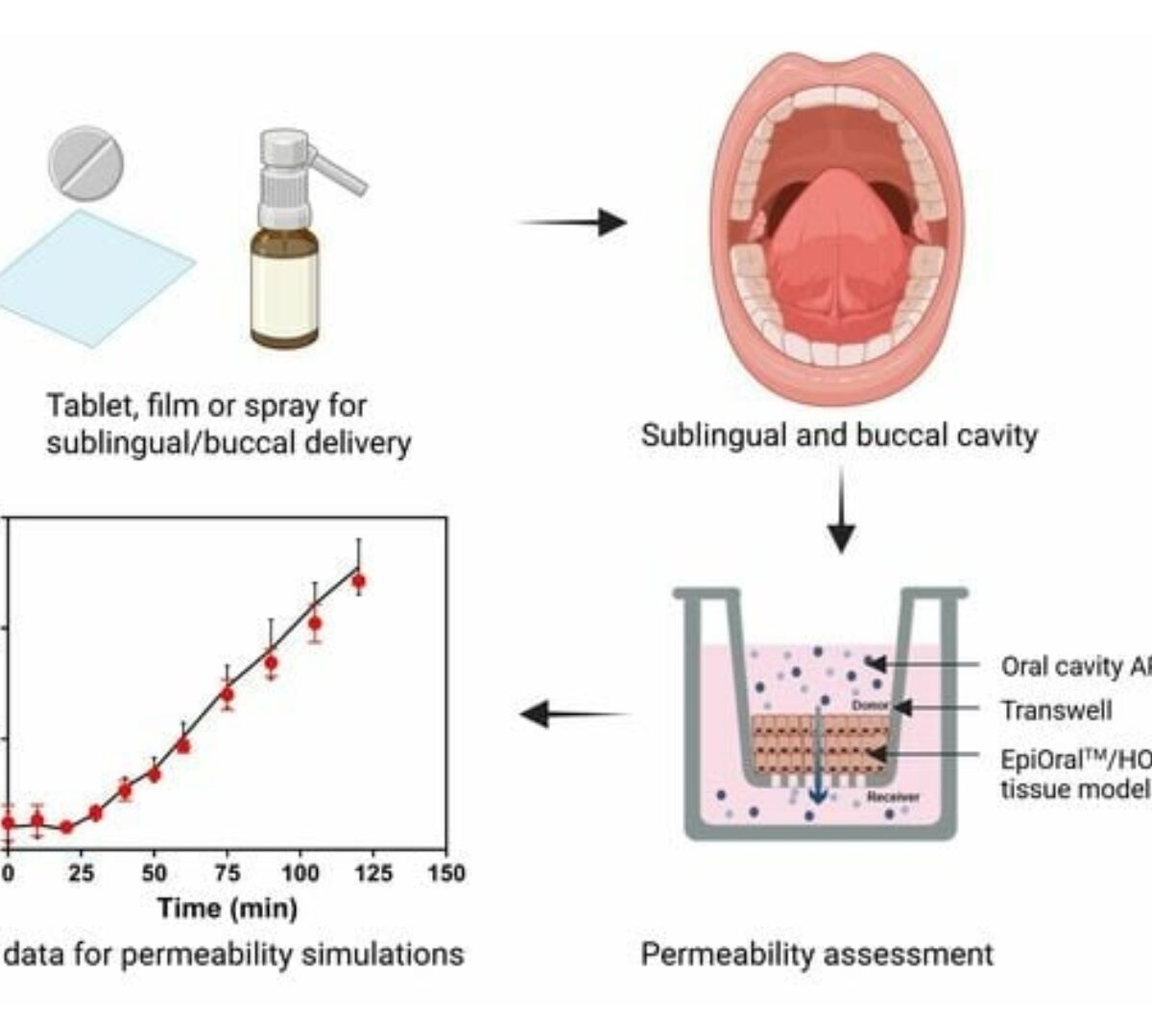 In Vitro Oral Cavity Permeability Assessment to Enable Simulation of Drug Absorption