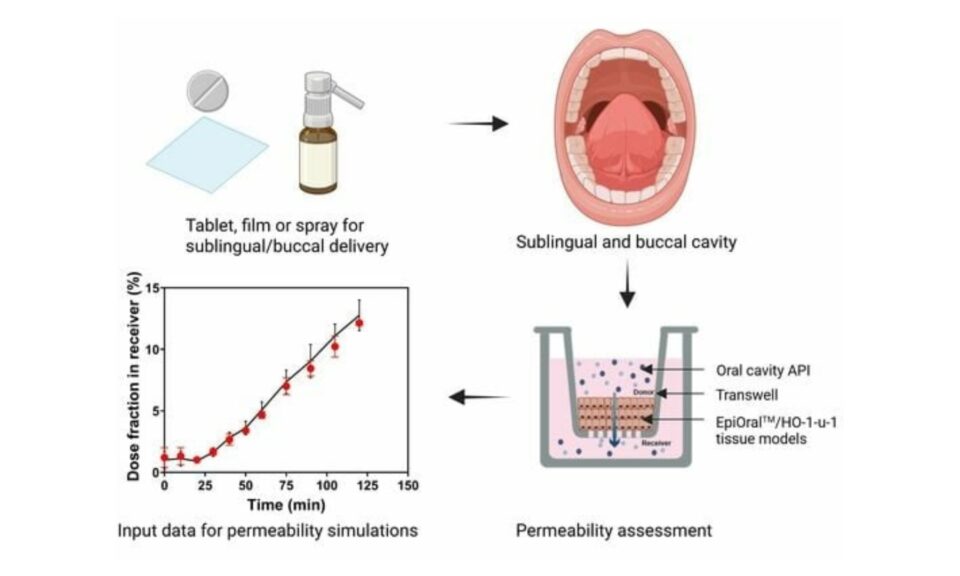 In Vitro Oral Cavity Permeability Assessment to Enable Simulation of Drug Absorption