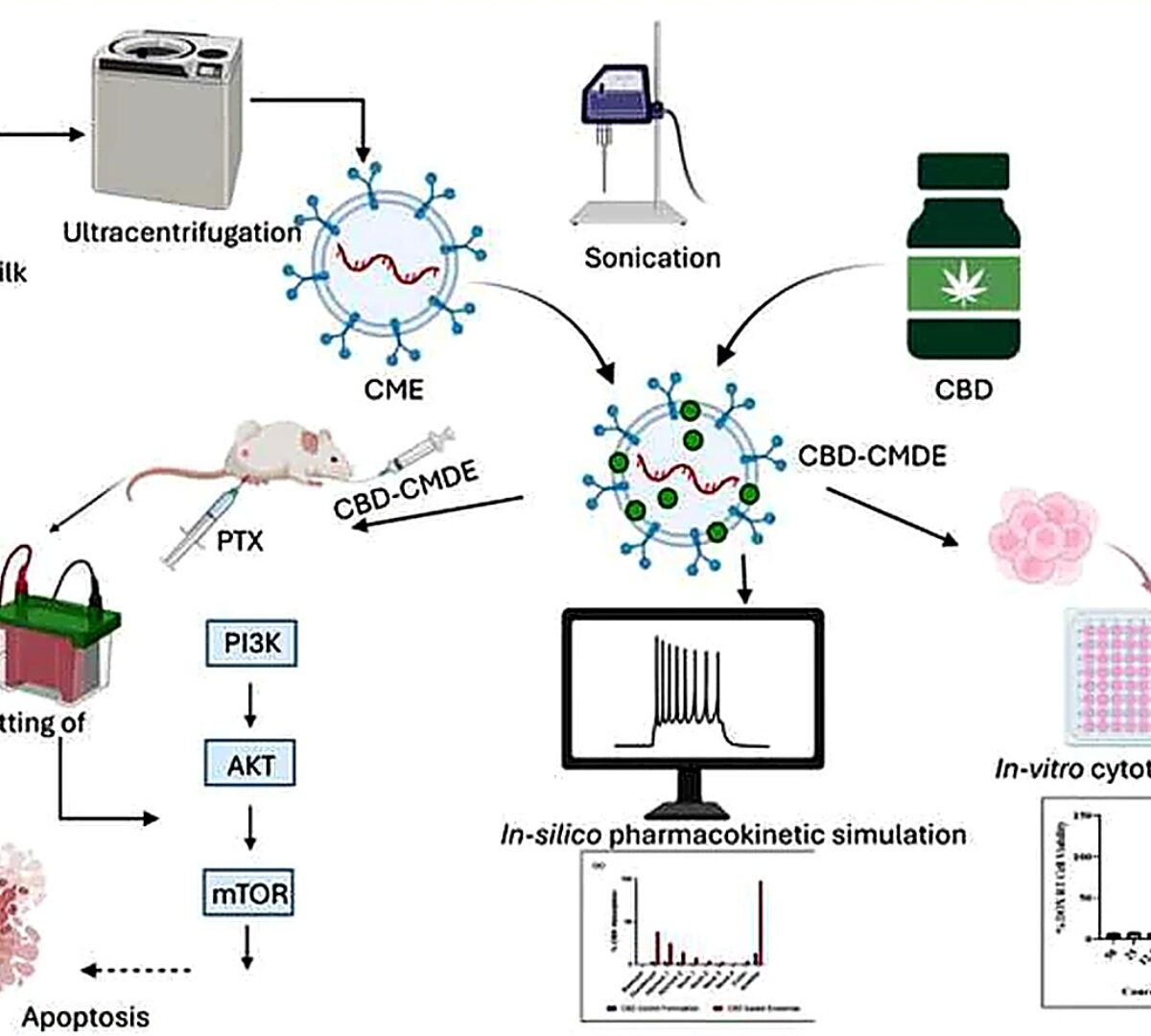 In Vivo Pharmacodynamic and Pharmacokinetic Assessment of Cannabidiol-loaded Camel Milk Exosomes in Doxorubicin-Resistant Triple-Negative Breast Cancer Xenografts