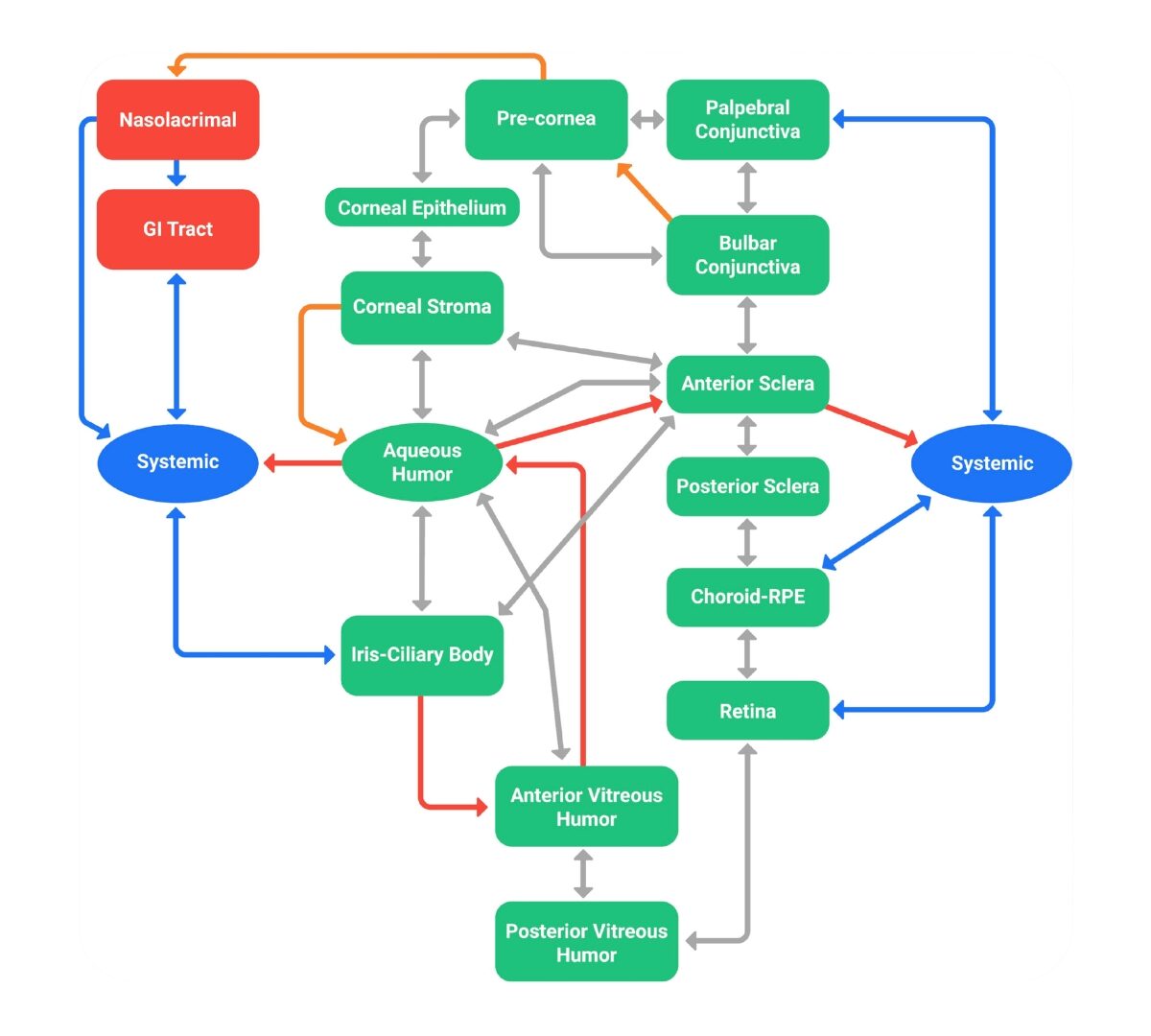 Predicting Aflibercept Local Exposure in Humans Using an Ocular PBPK Model