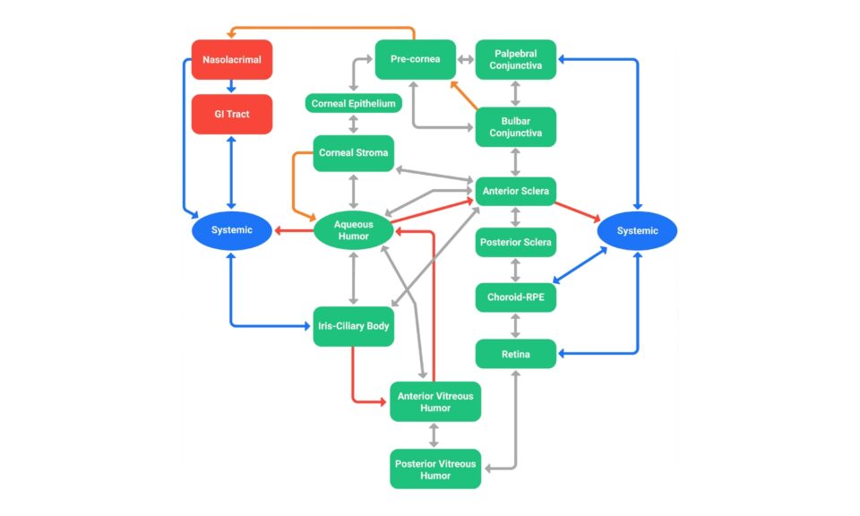 Predicting Aflibercept Local Exposure in Humans Using an Ocular PBPK Model