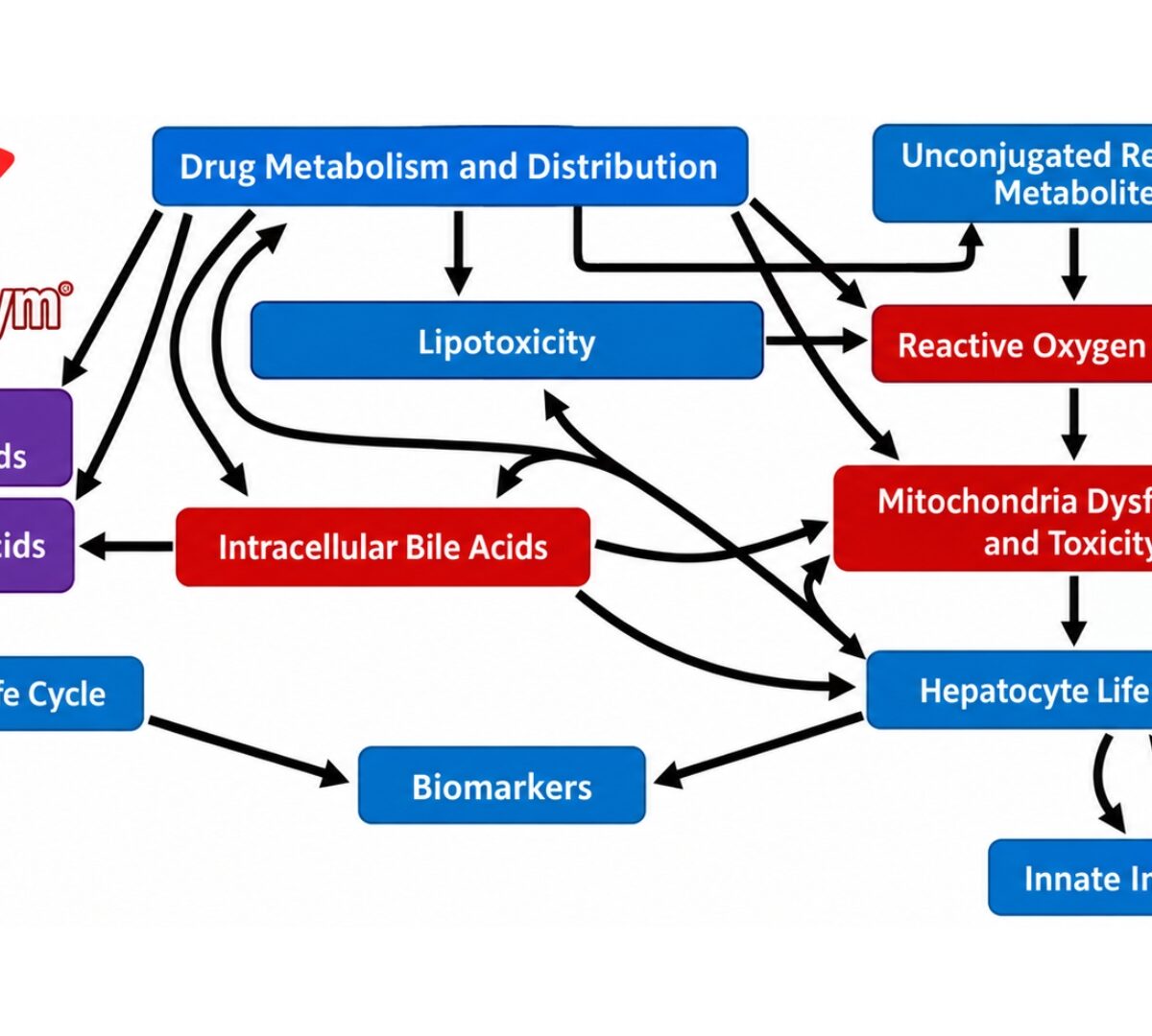 From Bench to Computational Modeling: Integrating Mitochondrial Stress Data from a Rat Hepatic Ischemia-Reperfusion Injury Model into a Preclinical and Human Quantitative Systems Toxicology Platform