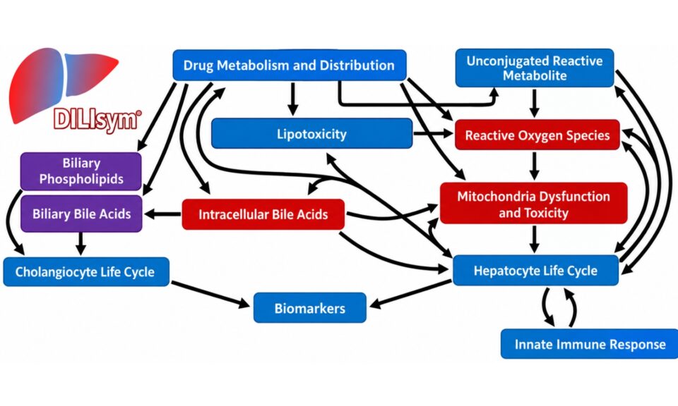 From Bench to Computational Modeling: Integrating Mitochondrial Stress Data from a Rat Hepatic Ischemia-Reperfusion Injury Model into a Preclinical and Human Quantitative Systems Toxicology Platform