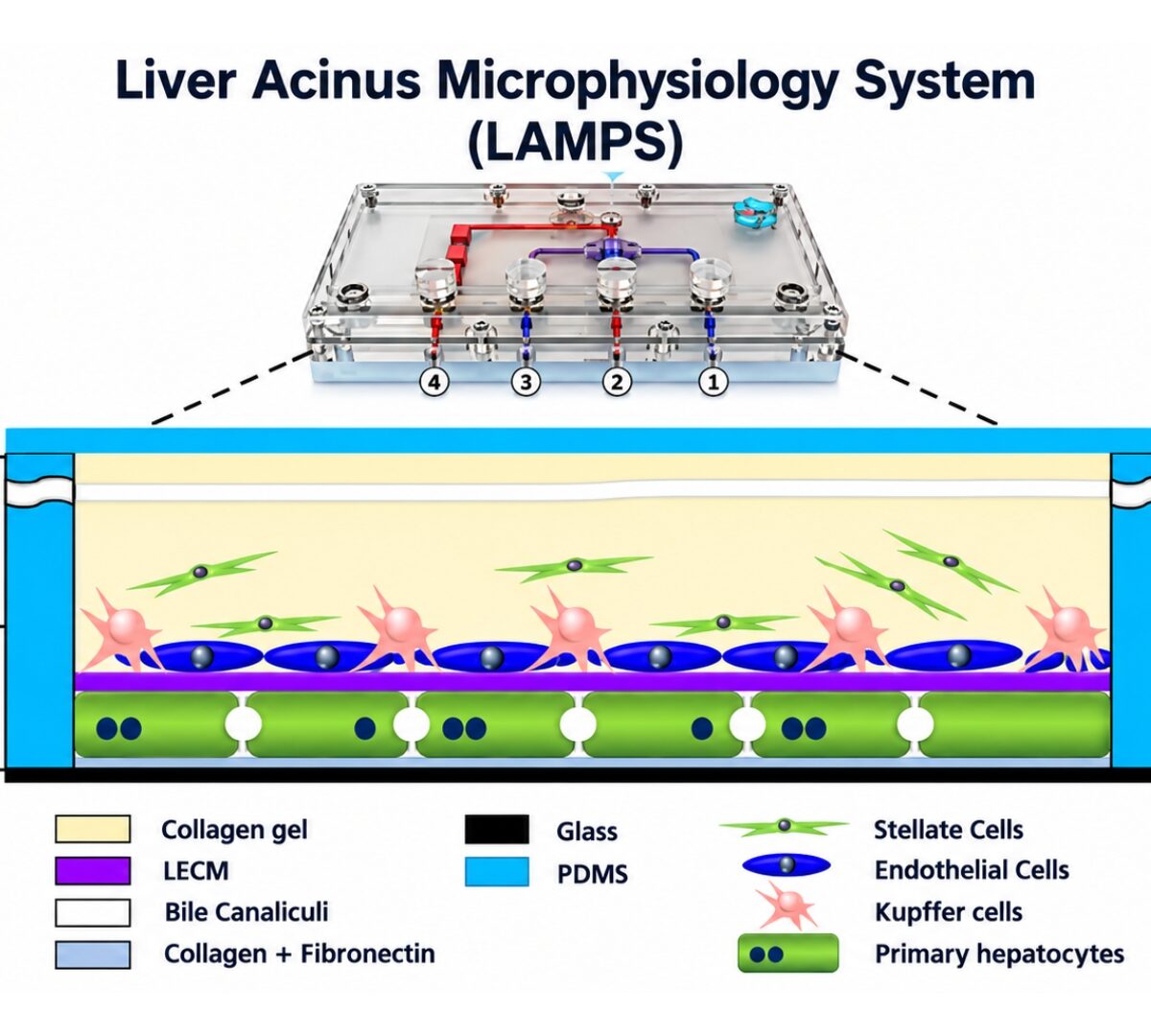 Quantitative Systems Toxicology (QST) Modeling Using BIOLOGXsym and Mechanistic Toxicity Data From a Biomimetic Liver Microphysiology System Predicts Biologics-induced Liver Injury