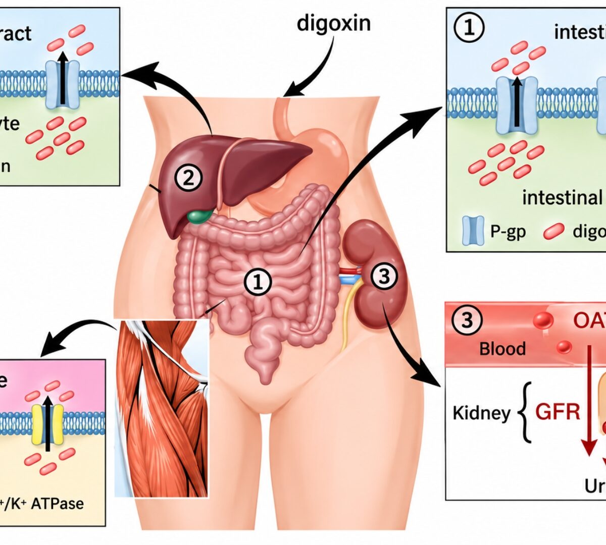 Delineating the Role of Transporters in the Absorption and Disposition of Digoxin Using the Physiologically Based Pharmacokinetic (PBPK) Modeling