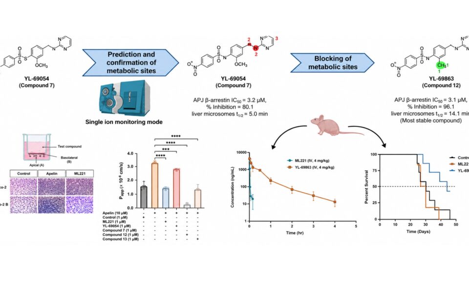 Design, Synthesis, and Pharmacological Evaluation of Metabolically Stable Apelin Receptor Antagonists with Improved In Vivo Exposure and Efficacy in Ovarian Cancer
