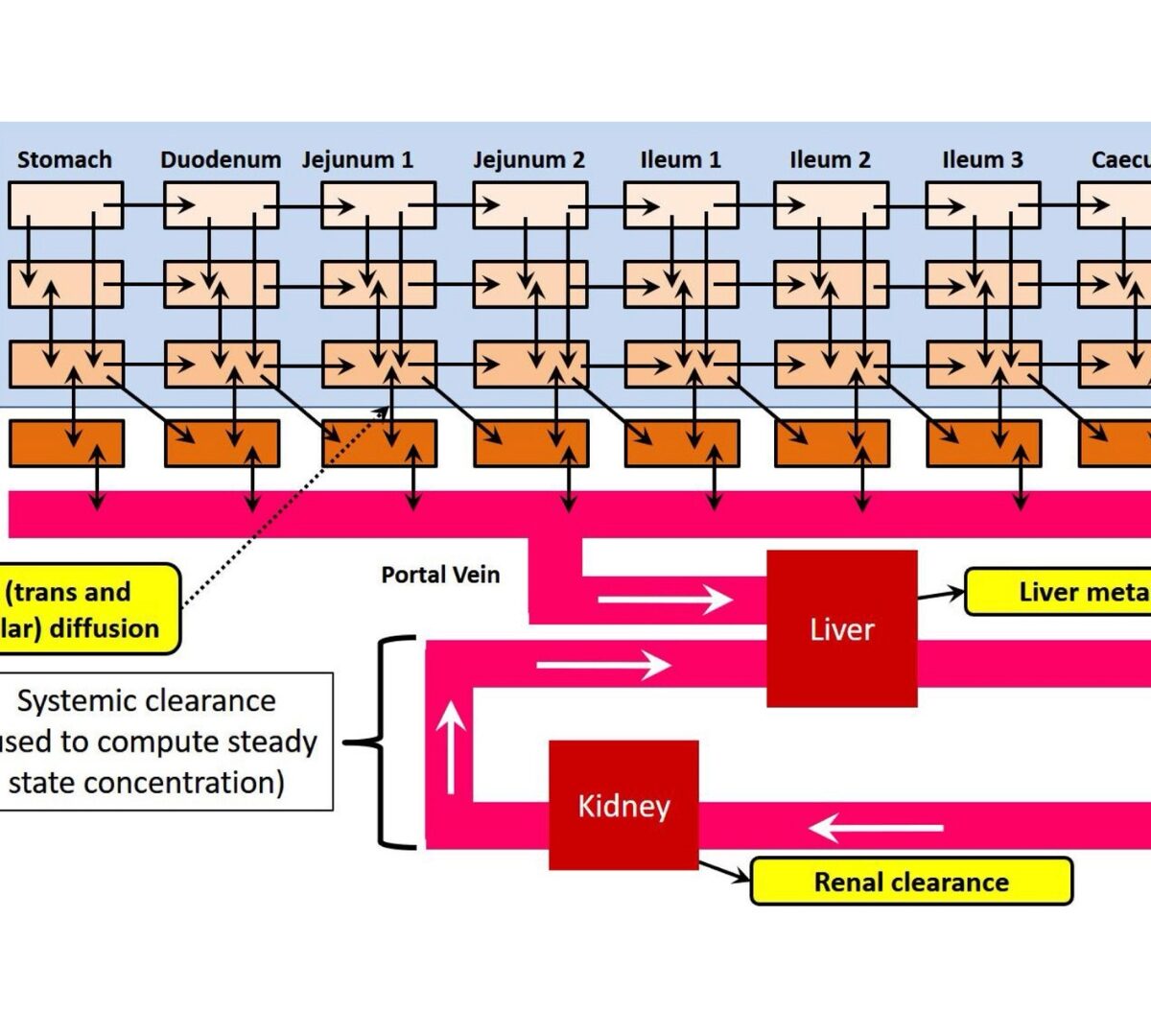 ADMET Predictor® 13: Predict & Build with Confidence