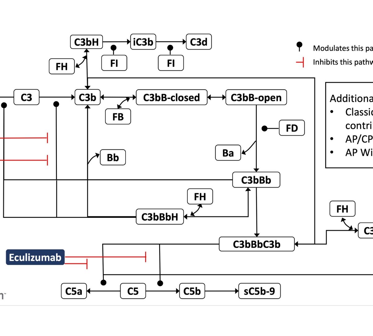 A Biomarker-Focused QSP Model of Complement Alternative and Terminal Pathways to Evaluate Potential Targets for Therapeutic Impact in Complement-Associated Diseases: Paroxysmal Nocturnal Hemoglobinuria (PNH) as a Case Study