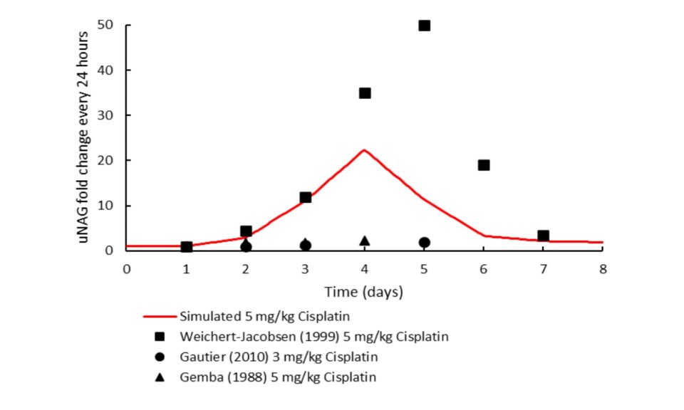 Mechanistic Representation of NAG Release in Relation to Renal Proximal Tubular Cellular Injury