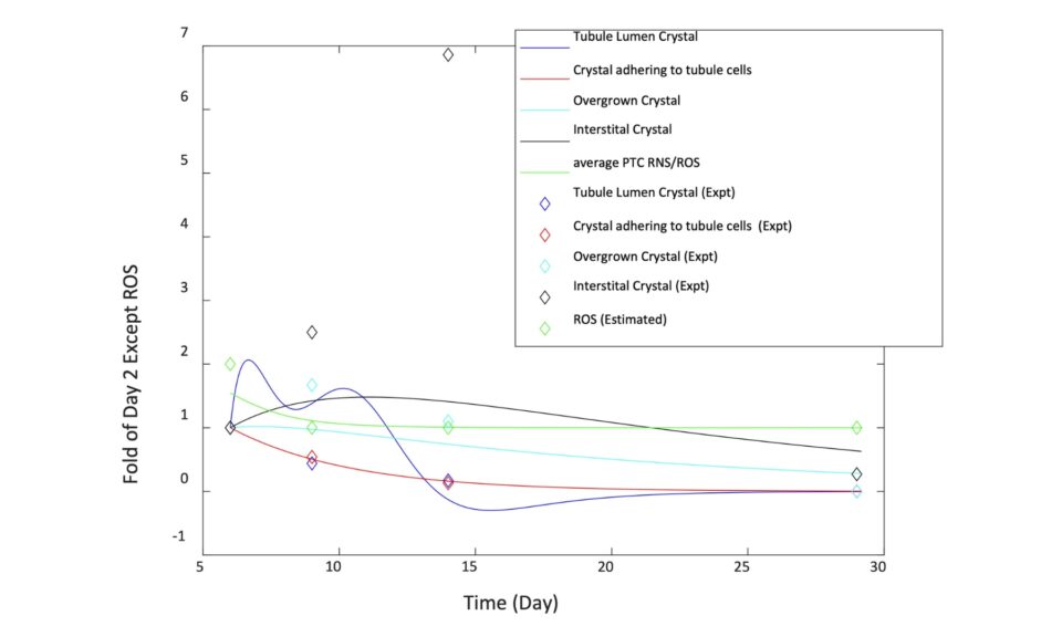 Mathematical Representation of Drug-Induced Crystal Nephropathy Using a Quantitative Systems Toxicology Approach