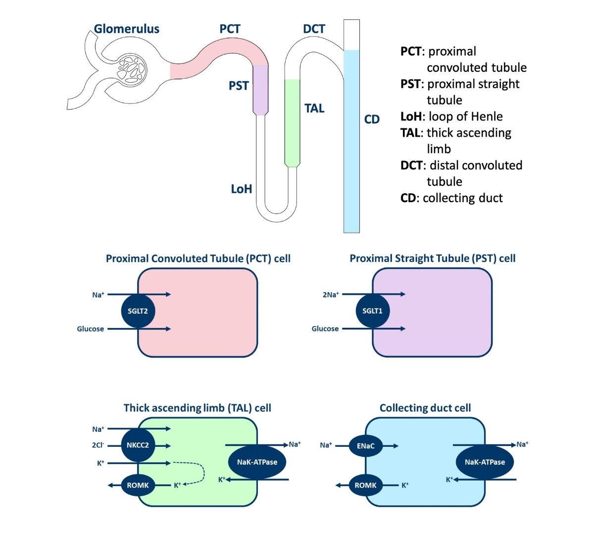 Mathematical Modeling of Renal Sodium, Potassium, and Glucose Dynamics in Diabetic and Non-Diabetic Simulated Populations