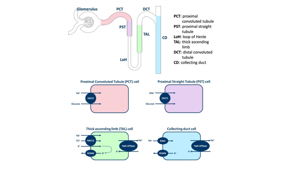 Mathematical Modeling of Renal Sodium, Potassium, and Glucose Dynamics in Diabetic and Non-Diabetic Simulated Populations