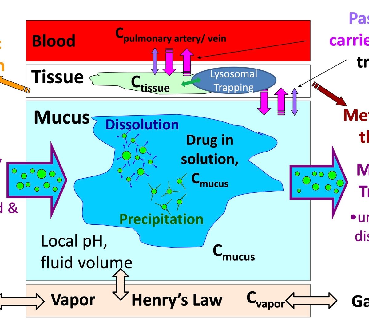 Generalized PBPK Model for Evaluation of Inhalation Exposure of Volatile Organic Compounds