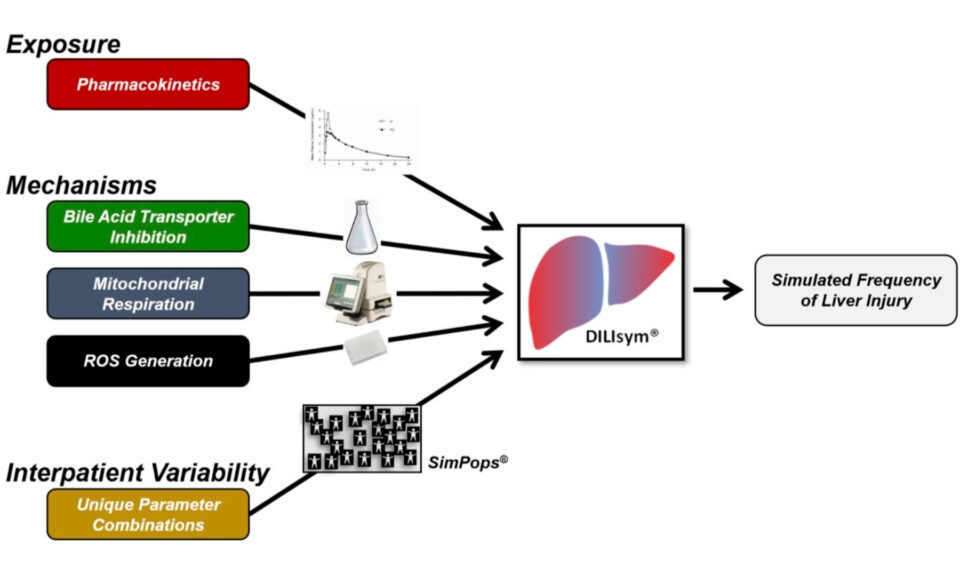 Unlocking the Power of Predictive Toxicology: What’s New in DILIsym® 11