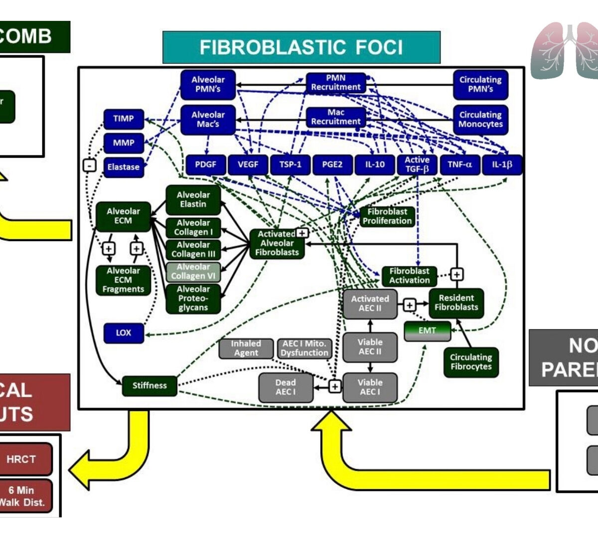 Suppressing TGF-β Activation to Reduce Lung Fibrosis: In Search for an Efficacious Dose Regimen for Alpha V Integrin Inhibitors