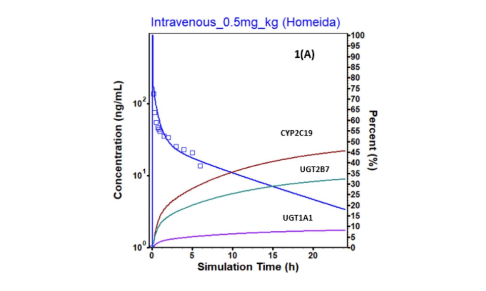Gender Related Differences and Pregnancy Induced Changes in Labetalol Glucuronidation Assessed via PBPK Modeling and Simulation