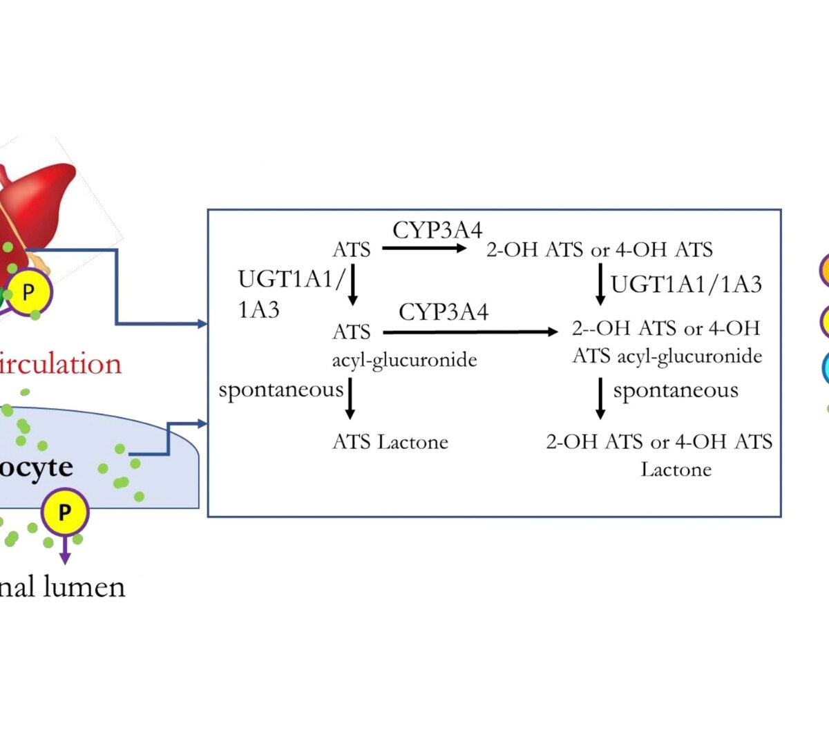 Delineating the Complex Interplay of Enzymes and Transporters Governing the Absorption and Disposition of Atorvastatin and the Metabolites Using Physiologically Based Pharmacokinetic (PBPK) Modeling