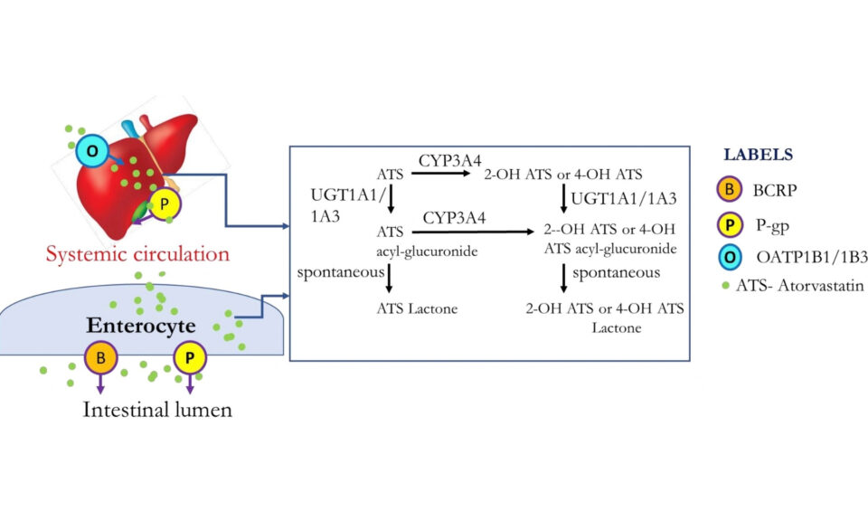 Delineating the Complex Interplay of Enzymes and Transporters Governing the Absorption and Disposition of Atorvastatin and the Metabolites Using Physiologically Based Pharmacokinetic (PBPK) Modeling
