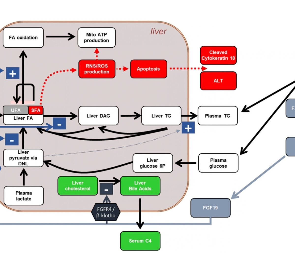 Quantitative Systems Pharmacology Modeling of FGF19 Pathway Using NAFLDsym Prospectively Predicted Liver Fat and Serum Biomarker Responses to MET409 in NASH Patients