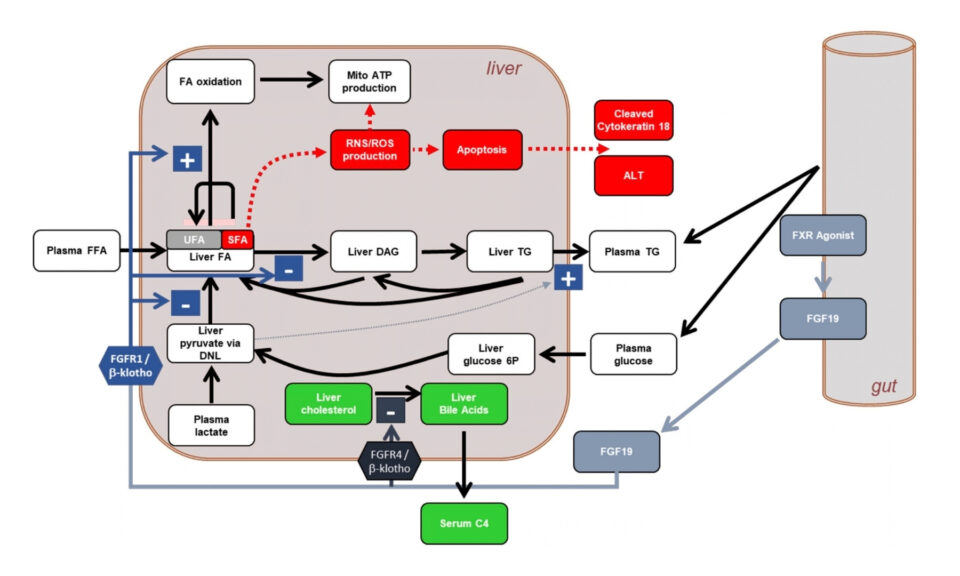 Quantitative Systems Pharmacology Modeling of FGF19 Pathway Using NAFLDsym Prospectively Predicted Liver Fat and Serum Biomarker Responses to MET409 in NASH Patients