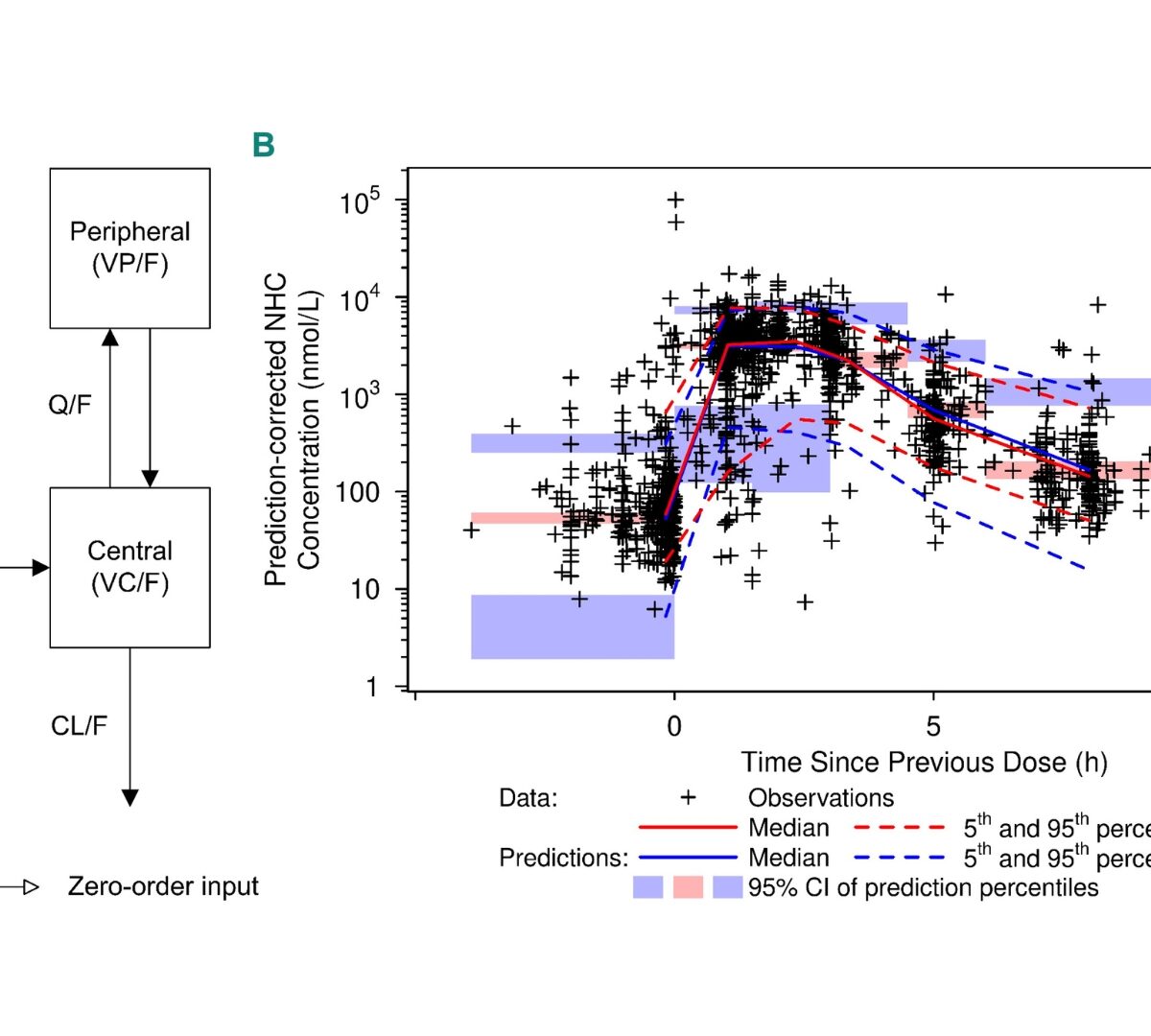 Population Pharmacokinetics Analysis for Molnupiravir in Adults with COVID-19