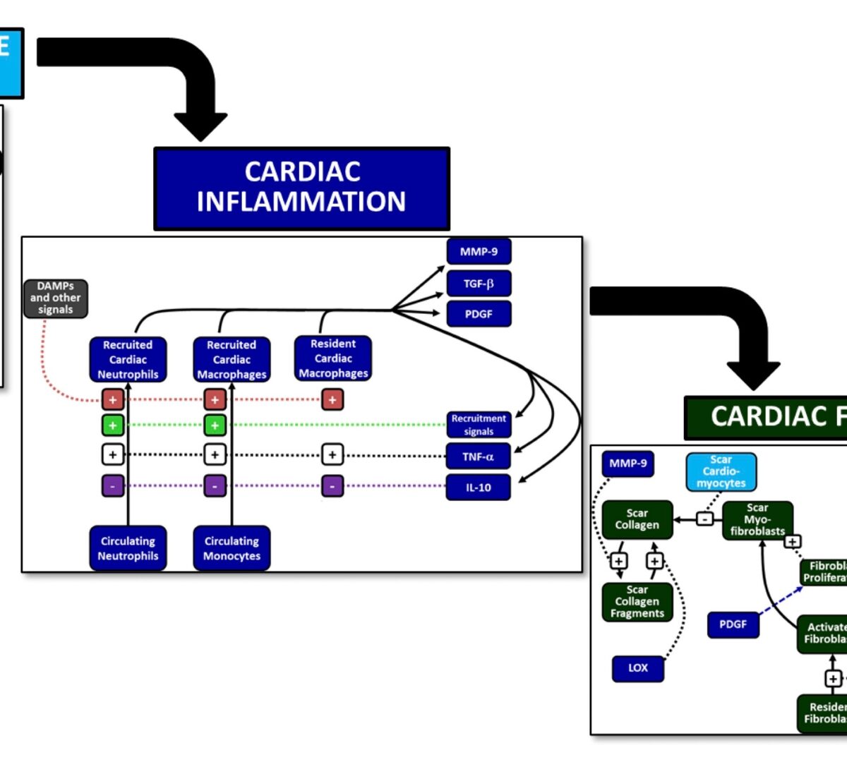CARDIOsym QSP Model Prediction of Wound Healing Response Following Myocardial Infarction