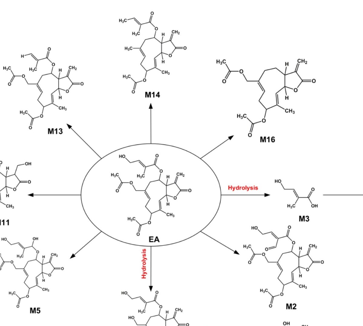 Metabolic Profiling and Detoxification of Eupalinolide A and B in Human Liver Microsomal Systems